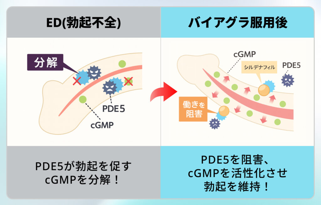 バイアグラの効果