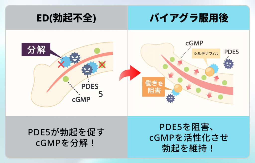バイアグラの効果